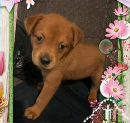 Photo of Ginger