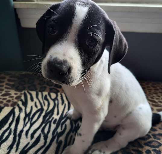 Photo of Ace
