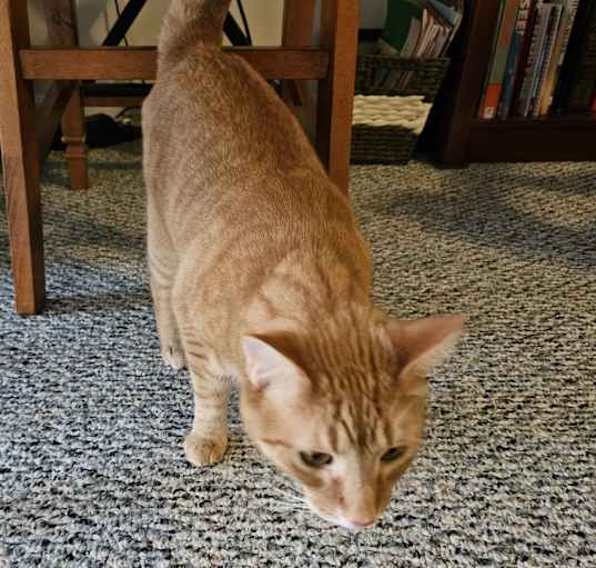 Photo of Bozo