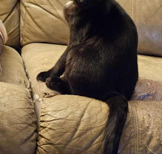 Photo of Viola
