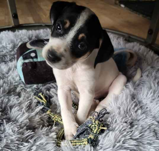 Photo of Amaya