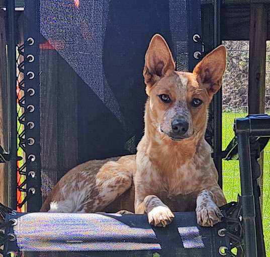 Photo of Rue (Community Assist)
