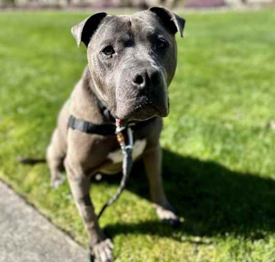 Photo of Bear