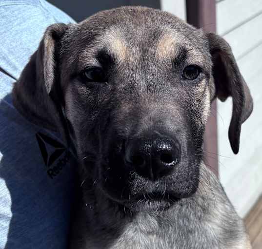 Photo of Rocco - red