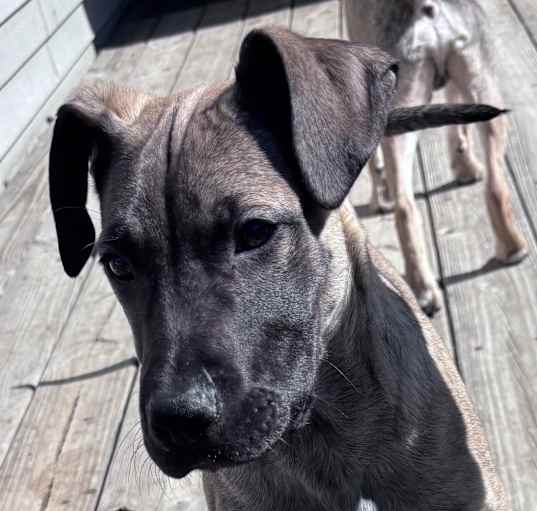 Photo of Captain - blue