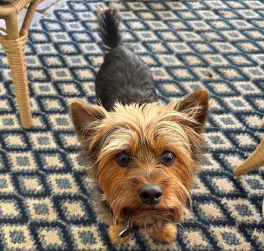 Photo of Brandy
