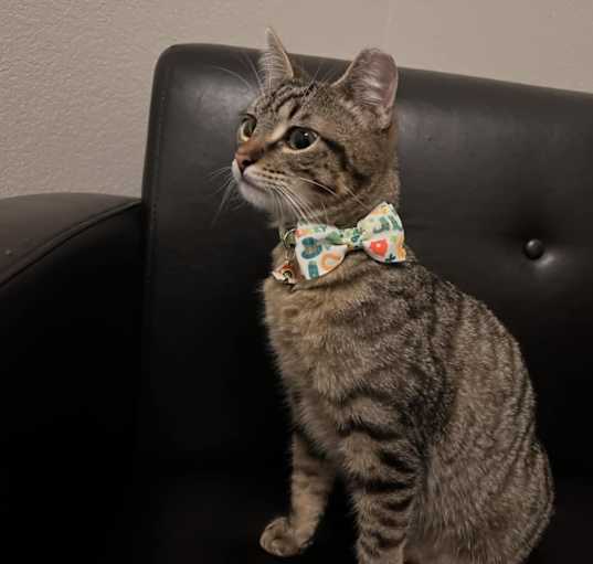 Photo of Garfield
