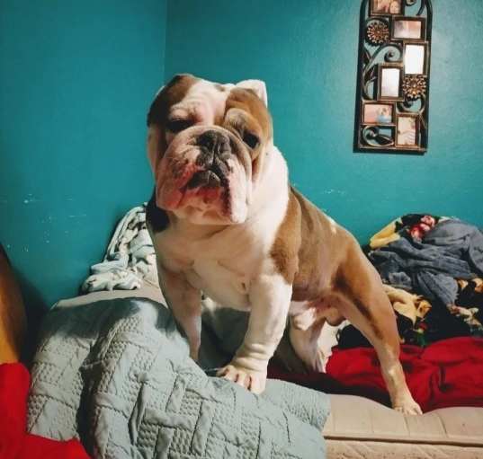 Photo of Broly
