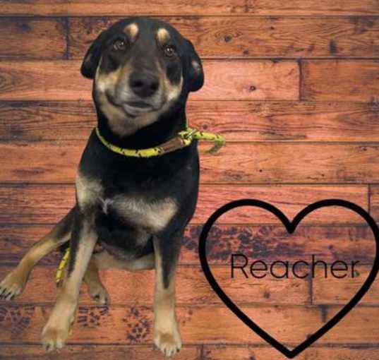 Photo of Reacher