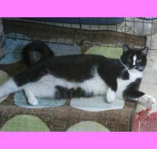 Photo of Gracie