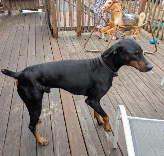 Photo of Hercules