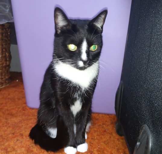 Photo of Mittens