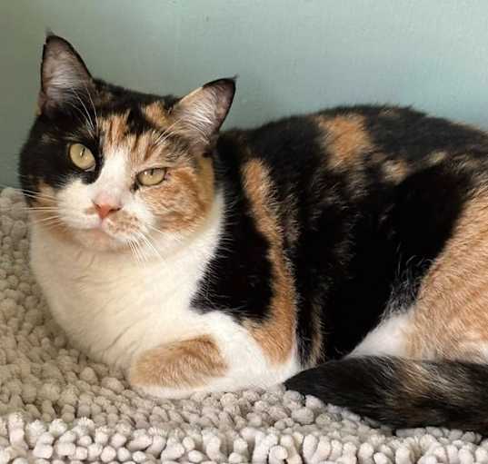 Photo of Calypso