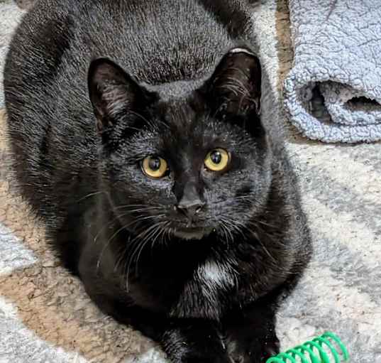 Photo of Nova (24-6322)