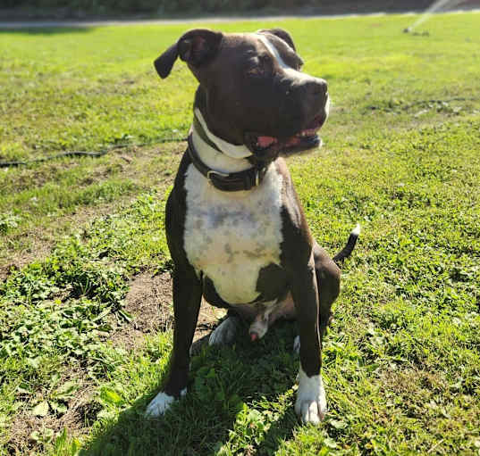 Photo of Niko