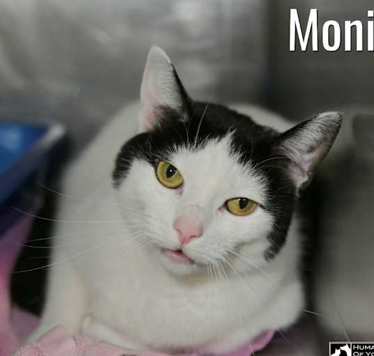 Photo of Monica