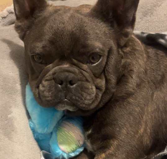 Photo of Rocky