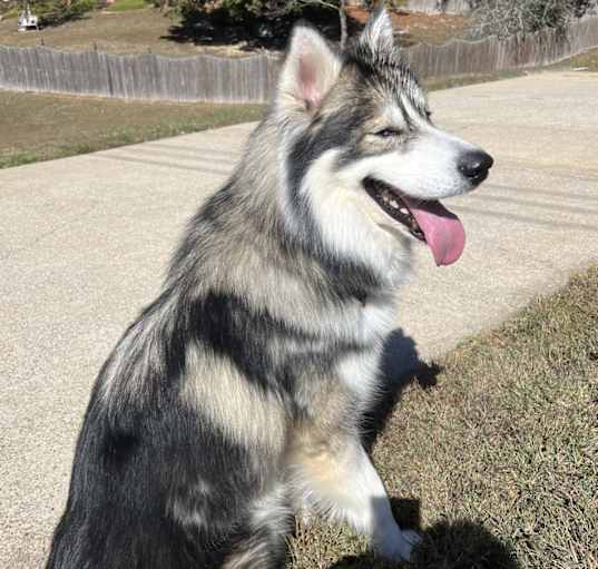 Photo of Ace
