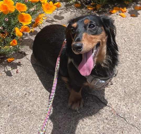 Photo of Mango