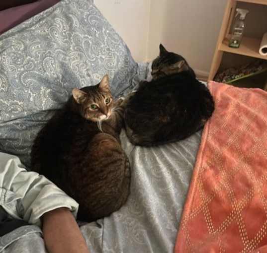 Photo of Zz Lola and Tiger (girl and boy)