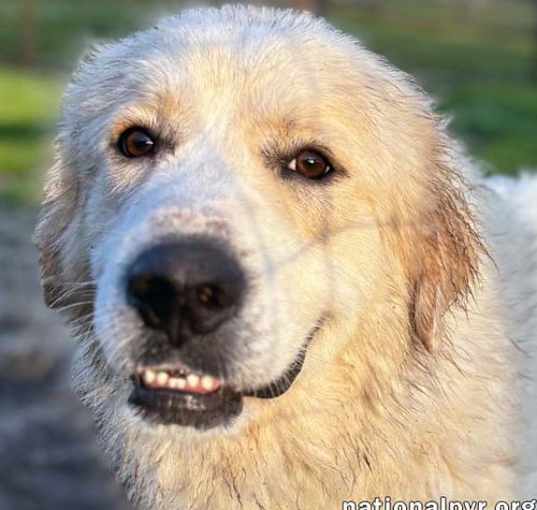 Photo of Bruce in GA - Sweet & Playful Tripod!