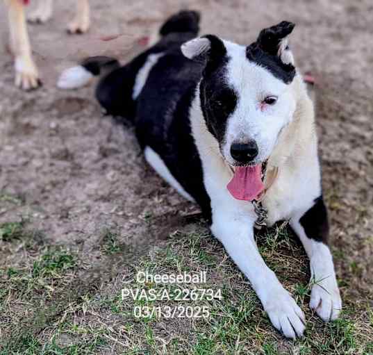 Photo of Cheeseball