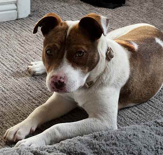 Photo of Tundra