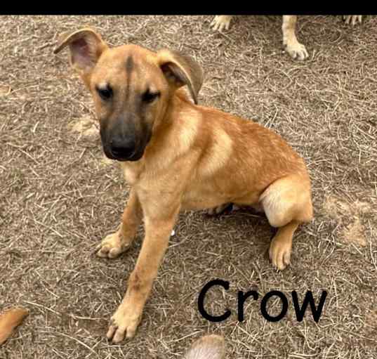 Photo of Crow