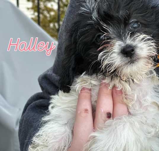 Photo of Halley