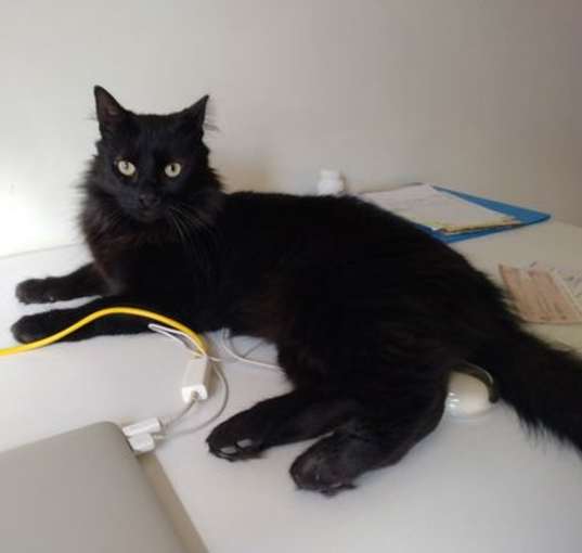 Photo of Lord Flufferton - Courtesy Post