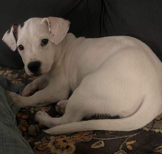 Photo of Bella