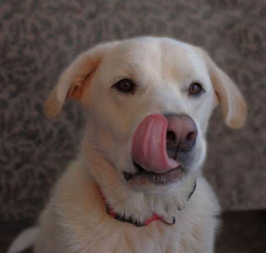 Photo of Tucker