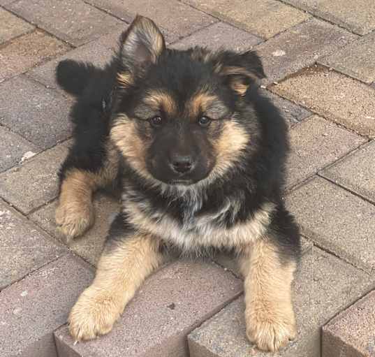 Photo of Apache