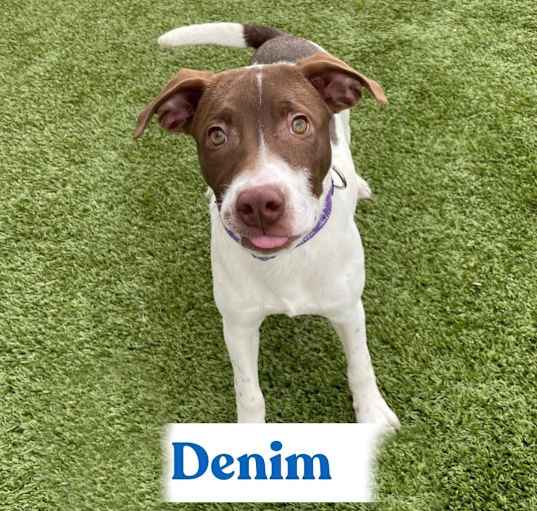 Photo of Denim