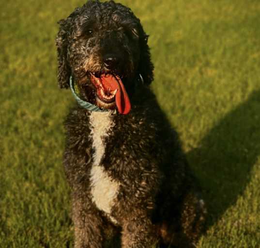 Photo of Winston