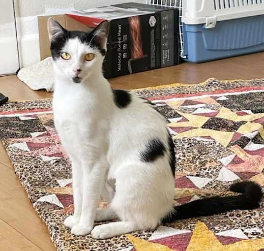 Photo of Scarlet
