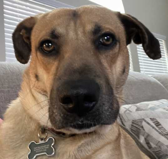 Photo of Waffle