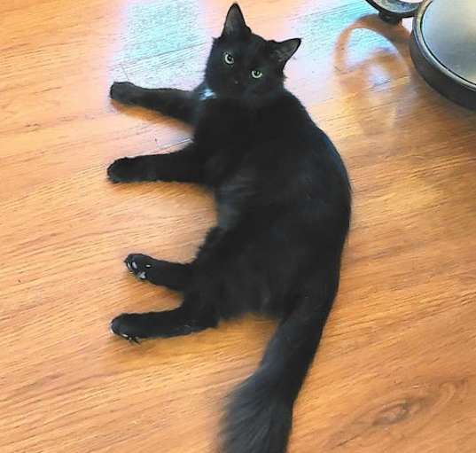 Photo of Lira