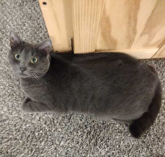 Photo of Gray/Fyodora
