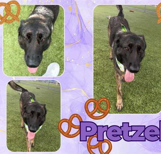 Photo of PRETZEL