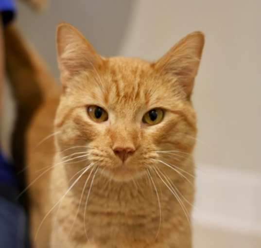 Photo of Tigger