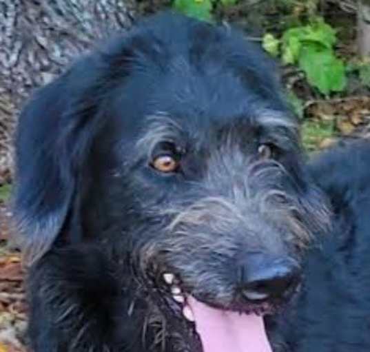 Photo of DANDY