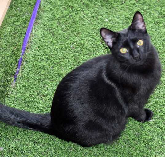 Photo of Zelda
