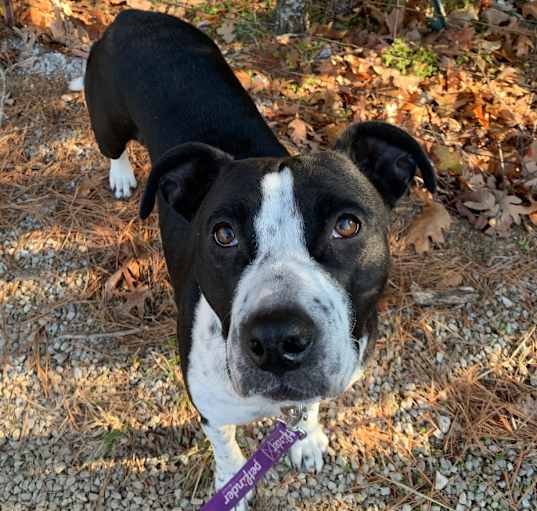Photo of Daisy