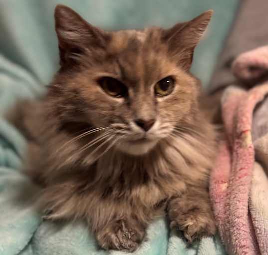 Photo of Pickles 