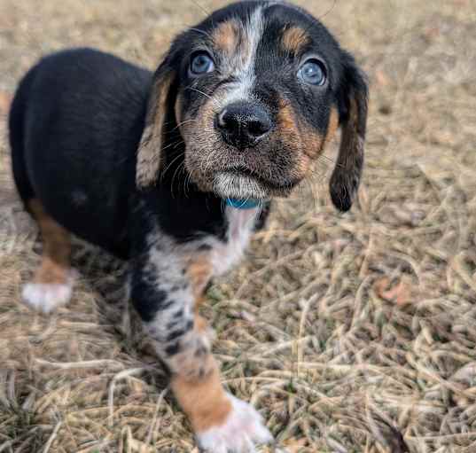 Photo of Sheldon