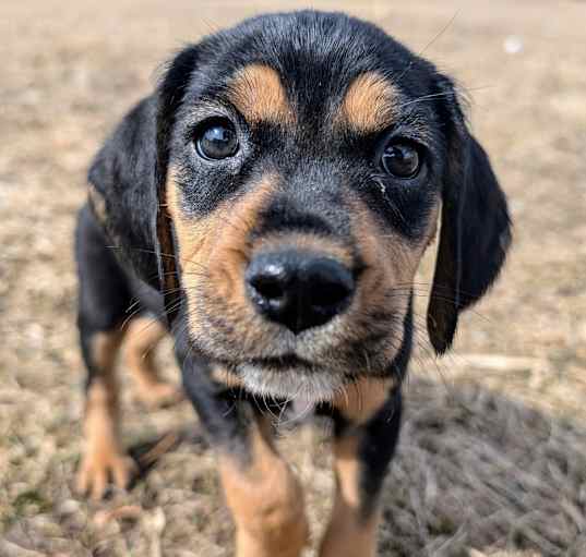 Photo of Shelby