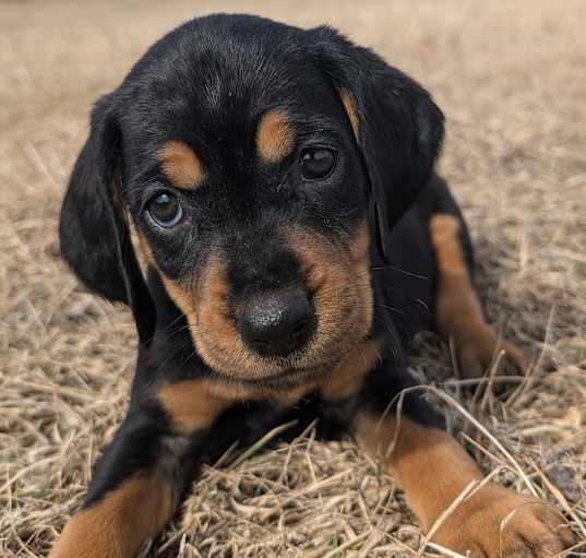 Photo of Shiloh