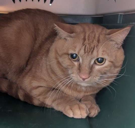 Photo of Cattitude: Lance