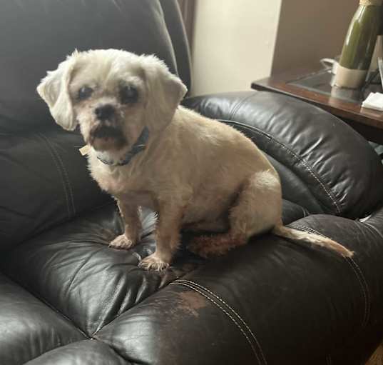 Photo of Rocky